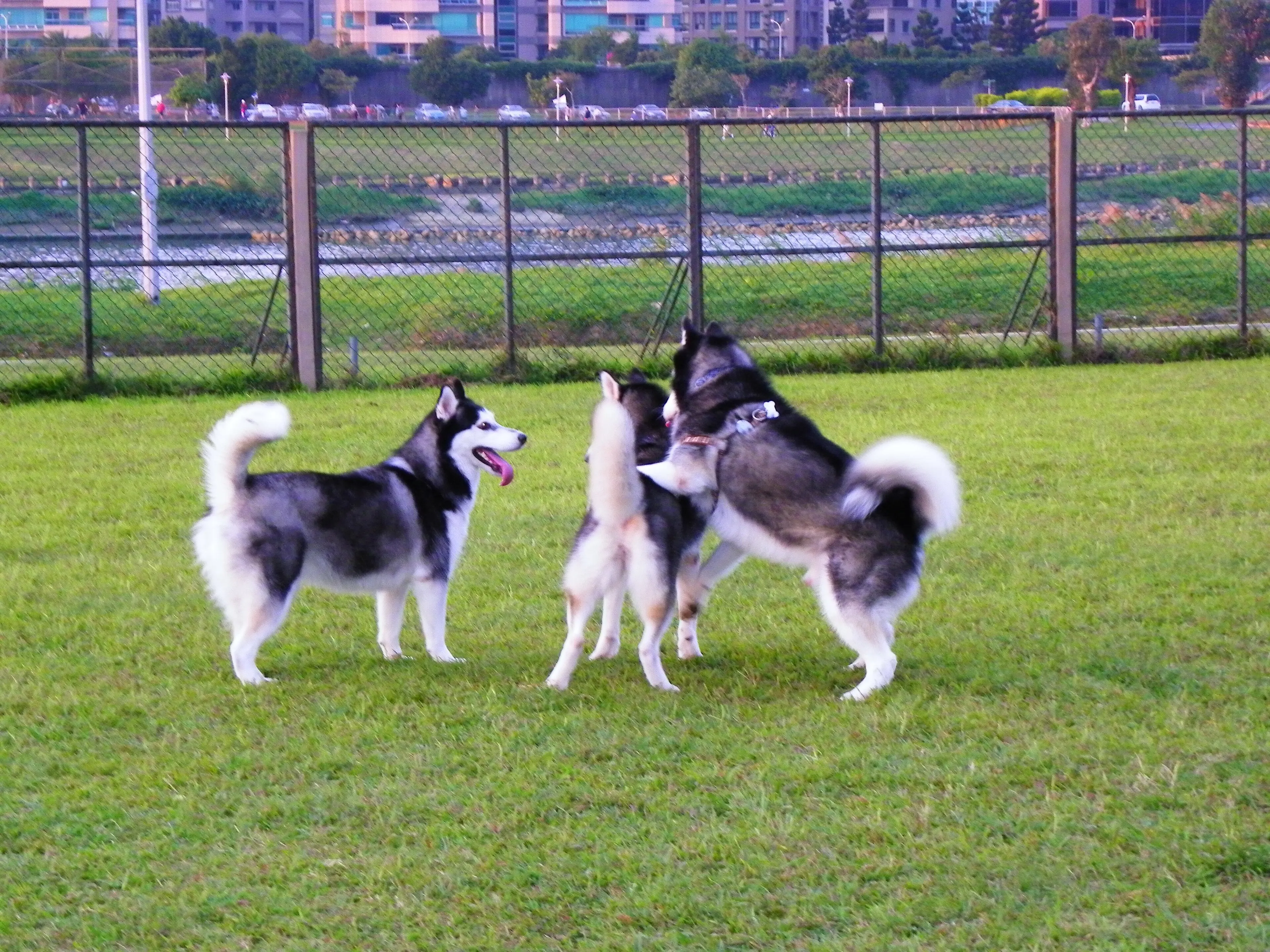 Three huskies playing together on grass