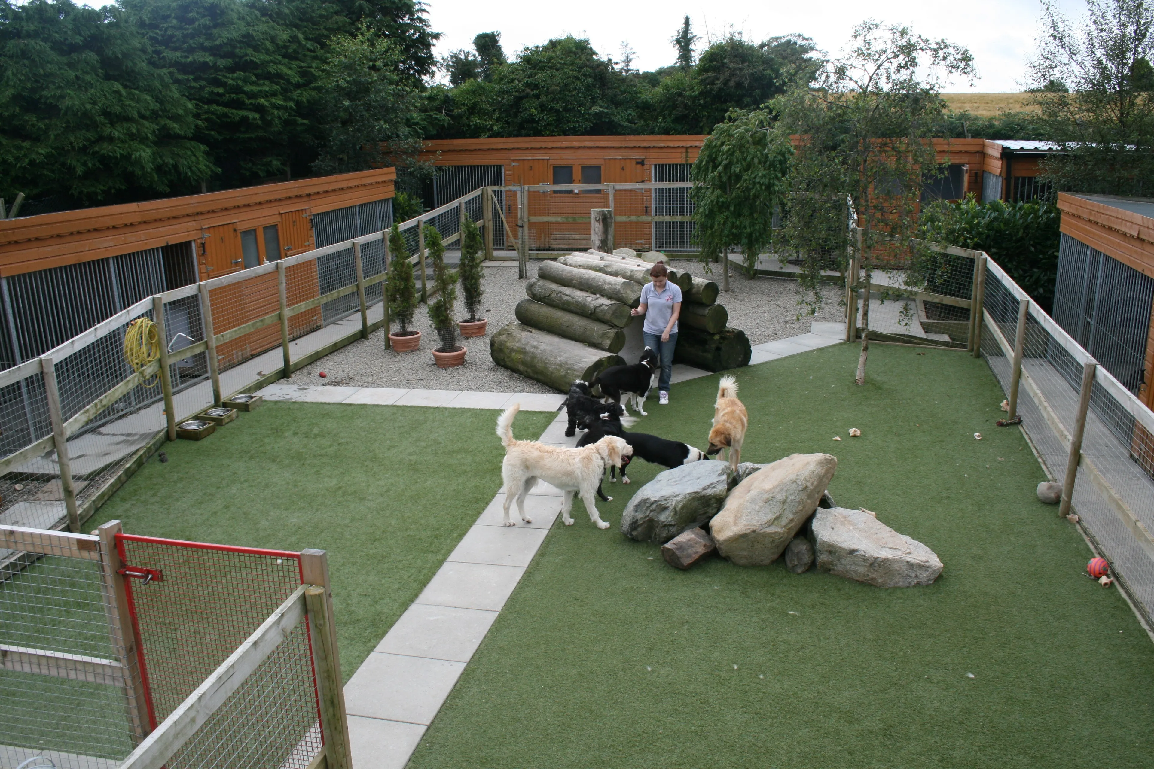 Dogs playing in the outdoor exercise yard of a boarding kennel