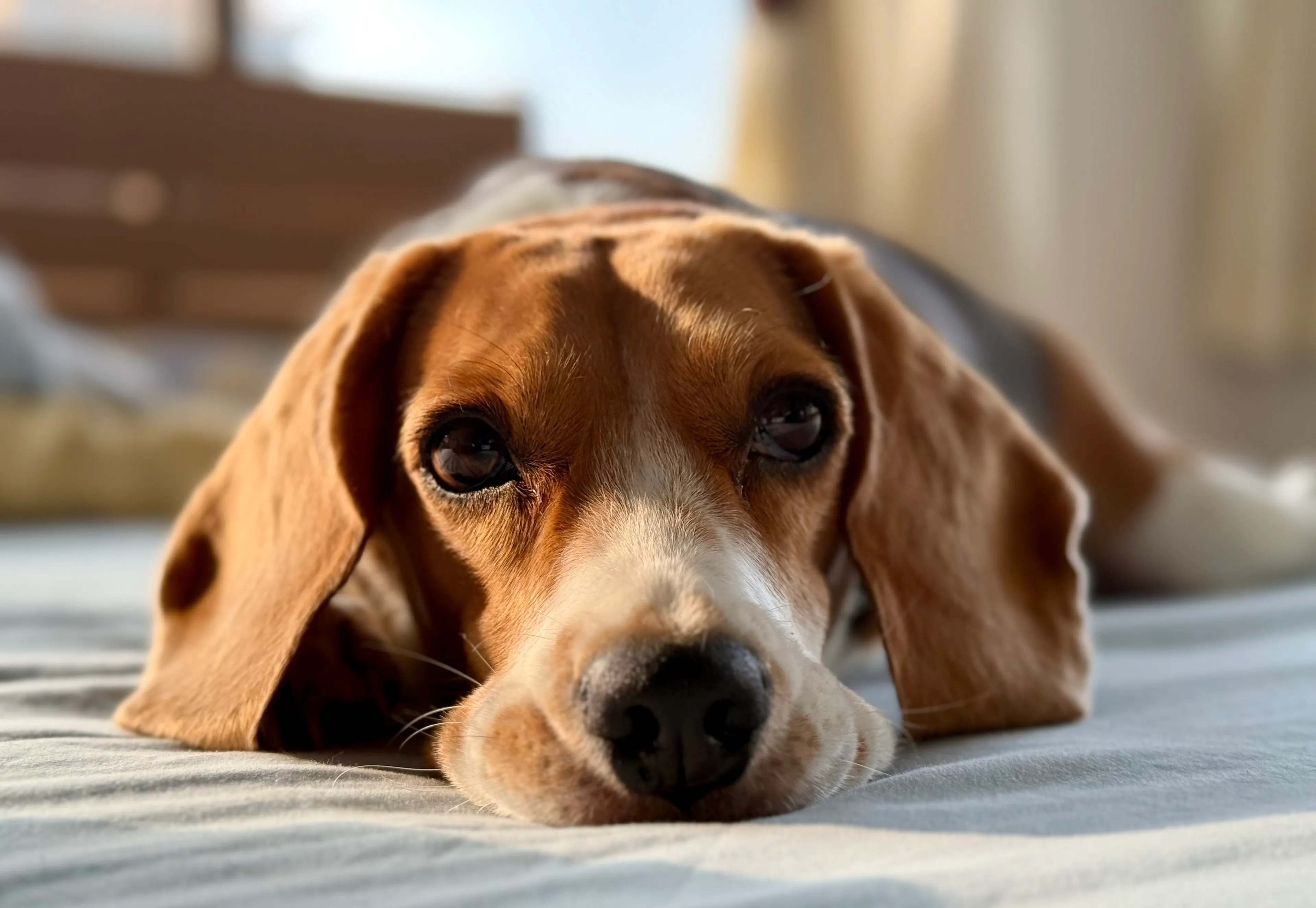 A beagle relaxing on a bed in the sun