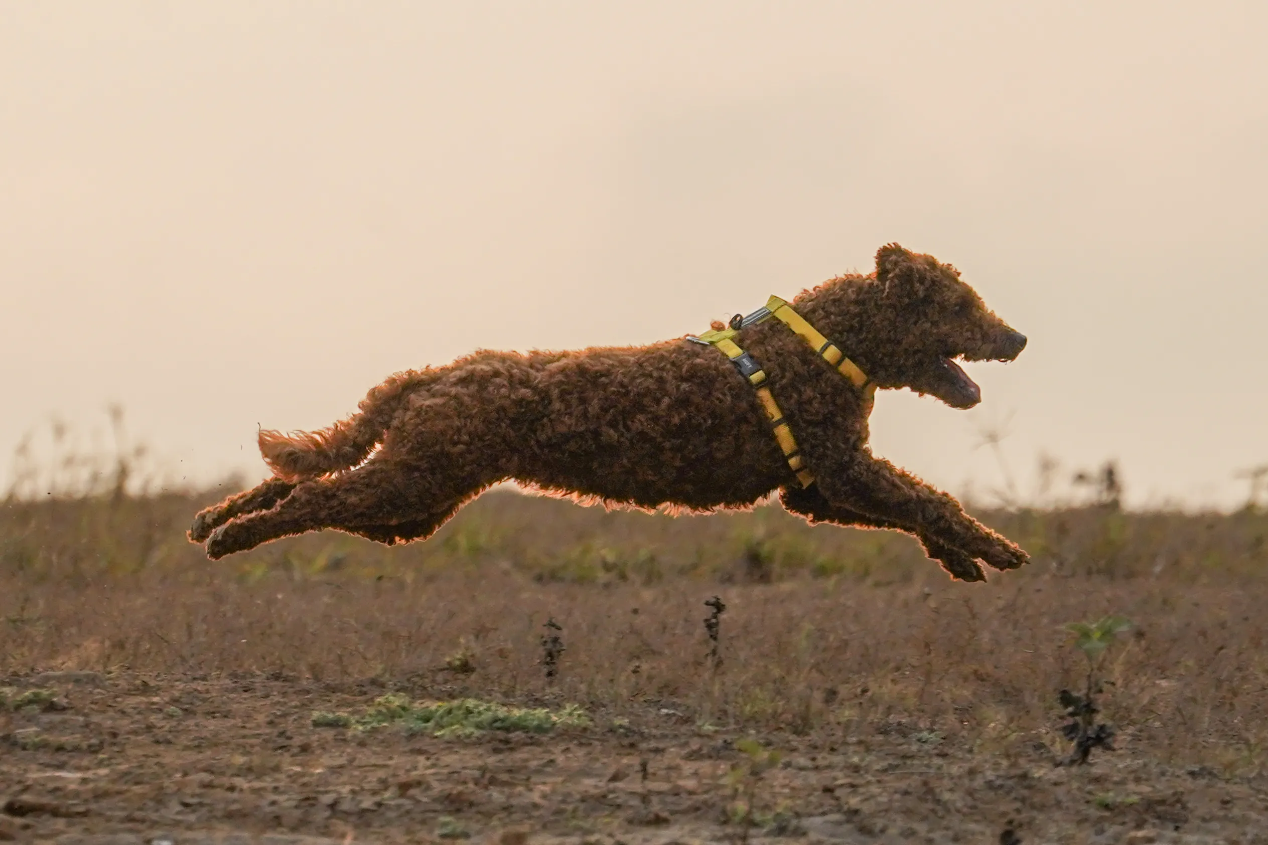 A curly-coated dog bounding across a field